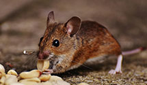 24 Hour & Emergency Exterminators in Reidland, KY